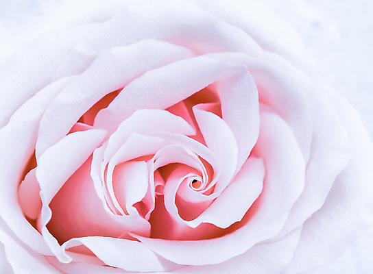 포토 JPG 해외이미지 식물 디자인 계절 꽃잎 꽃 분홍색 결혼 백그라운드 컨셉 꽃무늬 자연 결혼식 추상 휴가 사람없음 빛 환경 보라색 봄 수확 성장 벚꽃 흰색 신선 신용카드 개화 선택 질감 복고 초대 부드러움 내추럴 해외포토 컬러 무늬 농업 이벤트 금융 감각 생태계 파일형식 이미지허브