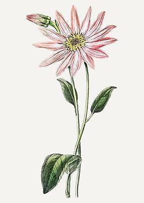 EPS 해외이미지 분홍색 잎 일러스트 사람없음 빈티지 꽃봉오리 그림 손그림 감성 해외일러스트 식물 꽃 컬러 컨셉 파일형식 벡터 이미지허브