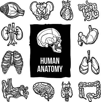 EPS 해외이미지 신체 일러스트 뼈 해골 사람없음 심장 신장 허파 스케치 뇌 간 대장 귀 갈비뼈 골반뼈 달팽이관 위장질환 해외일러스트 미술 신체부위 장기_의학 비뇨기관 호흡기관 질병 파일형식 벡터 이미지허브