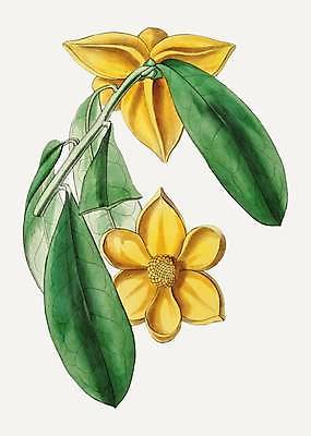 EPS 해외이미지 일러스트 사람없음 노란색 빈티지 그림 손그림 감성 월계수 월계수꽃 해외일러스트 꽃 컬러 컨셉 파일형식 벡터 이미지허브