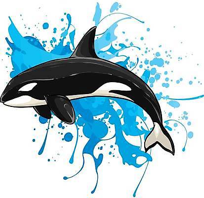 EPS 해외이미지 한마리 일러스트 사람없음 고래 범고래 해외일러스트 1 포유류 수중동물 파일형식 벡터 이미지허브