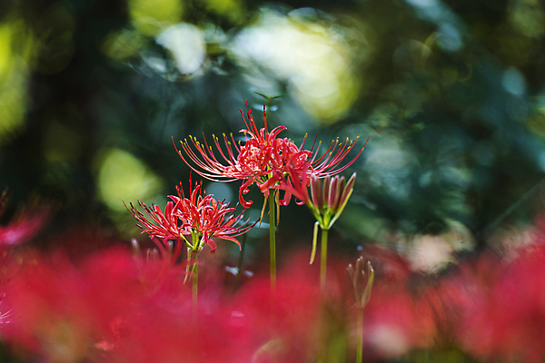 포토 JPG 주간 자연 가을꽃 사람없음 야외 아웃포커스 가을풍경 정원 가을 소프트포커스 만개 석산꽃 국내포토 자연요소 계절 꽃 촬영기법 풍경 생태계 파일형식 가을_계절