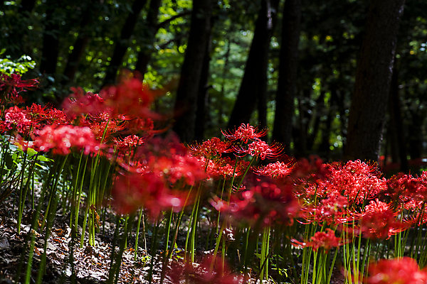 포토 JPG 주간 꽃밭 자연 가을꽃 사람없음 야외 가을풍경 정원 가을 소프트포커스 숲속 만개 석산꽃 국내포토 자연요소 계절 꽃 촬영기법 풍경 숲 생태계 파일형식 가을_계절