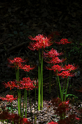 포토 JPG 주간 자연 가을꽃 사람없음 야외 가을풍경 정원 어둠 가을 만개 석산꽃 국내포토 자연요소 계절 꽃 풍경 생태계 파일형식 가을_계절