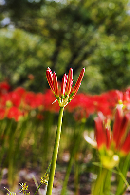 포토 JPG 주간 자연 가을꽃 근접촬영 사람없음 야외 아웃포커스 가을풍경 정원 가을 꽃봉오리 석산꽃 국내포토 자연요소 계절 꽃 뷰포인트 촬영기법 풍경 생태계 파일형식 가을_계절