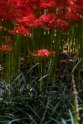 포토 JPG 주간 꽃밭 자연 가을꽃 사람없음 야외 가을풍경 정원 가을 풀 만개 석산꽃 국내포토 자연요소 식물 계절 꽃 풍경 생태계 파일형식 가을_계절