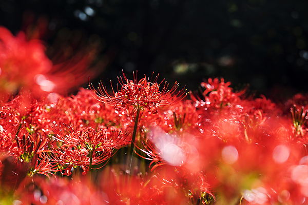 포토 JPG 주간 꽃밭 자연 가을꽃 사람없음 야외 가을풍경 정원 가을 소프트포커스 만개 석산꽃 국내포토 자연요소 계절 꽃 촬영기법 풍경 생태계 파일형식 가을_계절