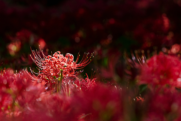포토 JPG 주간 꽃밭 자연 가을꽃 사람없음 야외 가을풍경 정원 가을 소프트포커스 만개 석산꽃 국내포토 자연요소 계절 꽃 촬영기법 풍경 생태계 파일형식 가을_계절