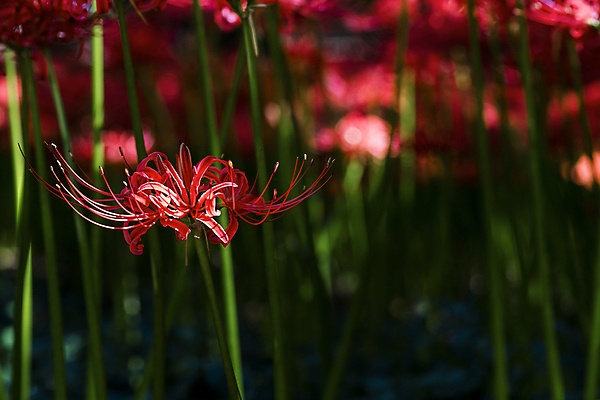 포토 JPG 주간 자연 가을꽃 사람없음 야외 아웃포커스 가을풍경 정원 가을 만개 석산꽃 국내포토 자연요소 계절 꽃 촬영기법 풍경 생태계 파일형식 가을_계절