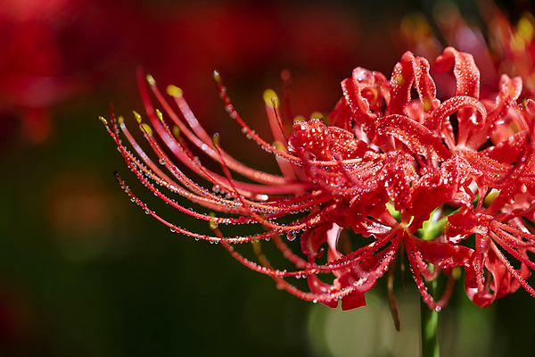 포토 JPG 주간 자연 가을꽃 근접촬영 사람없음 야외 아웃포커스 가을풍경 정원 가을 이슬 만개 석산꽃 국내포토 자연요소 계절 꽃 뷰포인트 촬영기법 풍경 생태계 파일형식 가을_계절