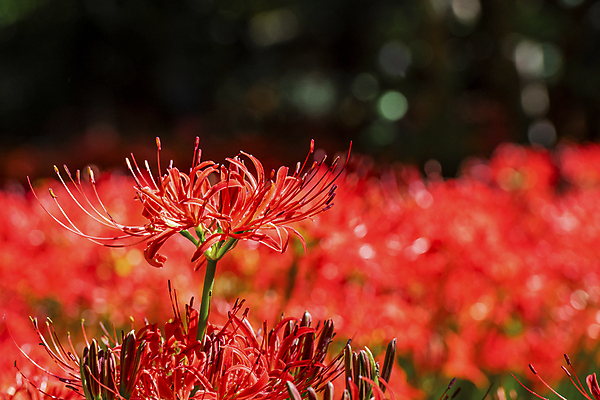 포토 JPG 주간 꽃밭 자연 가을꽃 근접촬영 사람없음 야외 아웃포커스 가을풍경 정원 가을 보케 만개 석산꽃 국내포토 자연요소 계절 꽃 뷰포인트 촬영기법 풍경 생태계 파일형식 가을_계절