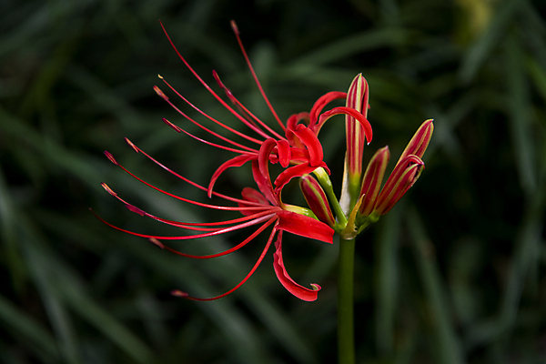 포토 JPG 주간 자연 가을꽃 근접촬영 사람없음 야외 가을풍경 정원 가을 꽃봉오리 석산꽃 국내포토 자연요소 계절 꽃 뷰포인트 풍경 생태계 파일형식 가을_계절