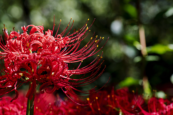포토 JPG 주간 자연 가을꽃 근접촬영 사람없음 야외 아웃포커스 가을풍경 정원 가을 만개 석산꽃 국내포토 자연요소 계절 꽃 뷰포인트 촬영기법 풍경 생태계 파일형식 가을_계절