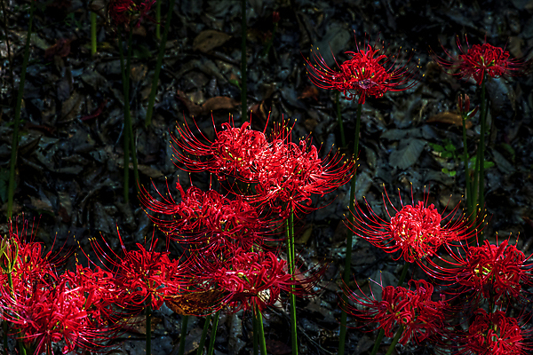 포토 JPG 주간 꽃밭 자연 가을꽃 사람없음 야외 가을풍경 정원 가을 만개 석산꽃 국내포토 자연요소 계절 꽃 풍경 생태계 파일형식 가을_계절