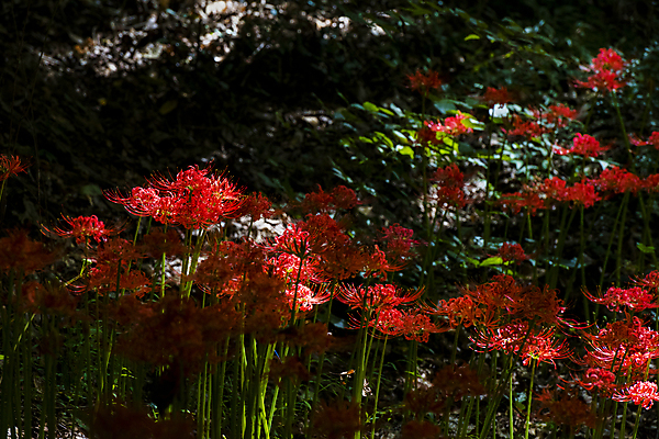 포토 JPG 주간 꽃밭 자연 가을꽃 사람없음 야외 가을풍경 정원 가을 그늘 만개 석산꽃 국내포토 자연요소 계절 꽃 풍경 생태계 파일형식 가을_계절