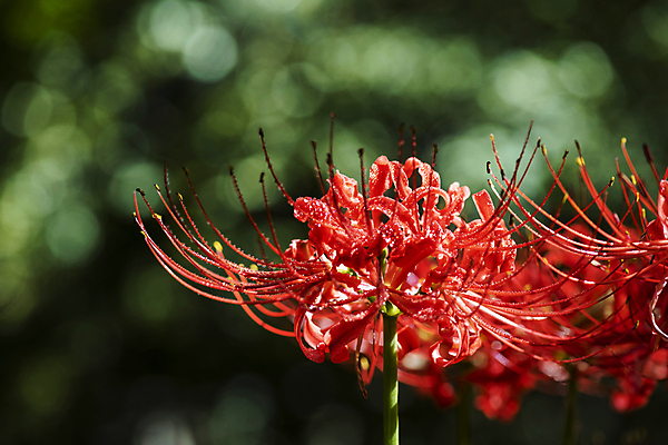 포토 JPG 주간 자연 가을꽃 근접촬영 사람없음 야외 아웃포커스 가을풍경 정원 가을 보케 만개 석산꽃 국내포토 자연요소 계절 꽃 뷰포인트 촬영기법 풍경 생태계 파일형식 가을_계절
