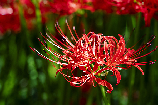 포토 JPG 주간 자연 가을꽃 근접촬영 사람없음 야외 아웃포커스 가을풍경 정원 가을 만개 석산꽃 국내포토 자연요소 계절 꽃 뷰포인트 촬영기법 풍경 생태계 파일형식 가을_계절