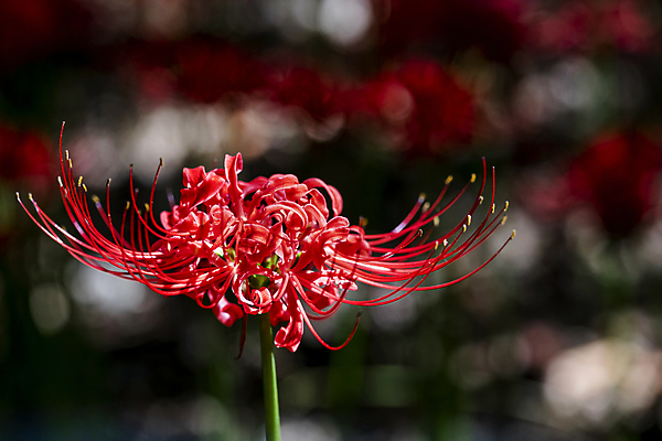 포토 JPG 주간 자연 가을꽃 근접촬영 사람없음 야외 아웃포커스 가을풍경 정원 가을 보케 만개 석산꽃 국내포토 자연요소 계절 꽃 뷰포인트 촬영기법 풍경 생태계 파일형식 가을_계절