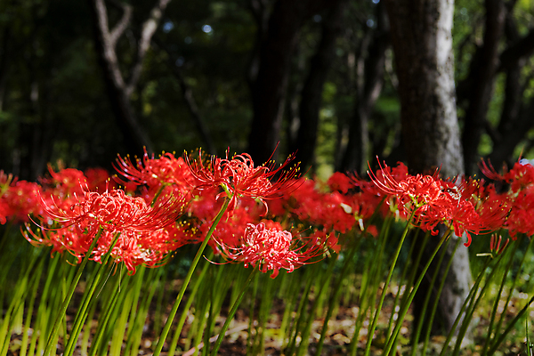 포토 JPG 주간 나무 꽃밭 자연 가을꽃 사람없음 야외 가을풍경 정원 가을 만개 석산꽃 국내포토 자연요소 식물 계절 꽃 풍경 생태계 파일형식 가을_계절