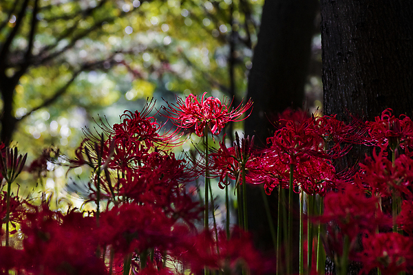 포토 JPG 주간 나무 꽃밭 자연 가을꽃 사람없음 야외 아웃포커스 가을풍경 정원 가을 보케 만개 석산꽃 국내포토 자연요소 식물 계절 꽃 촬영기법 풍경 생태계 파일형식 가을_계절