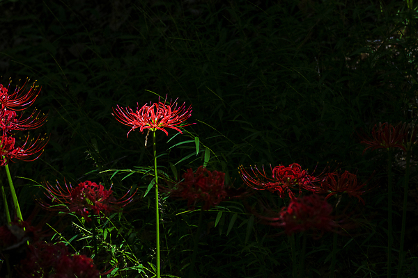 포토 JPG 주간 자연 가을꽃 사람없음 야외 가을풍경 정원 어둠 가을 만개 석산꽃 국내포토 자연요소 계절 꽃 풍경 생태계 파일형식 가을_계절