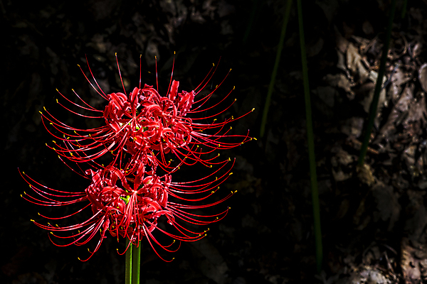포토 JPG 주간 자연 가을꽃 사람없음 야외 가을풍경 정원 어둠 가을 만개 석산꽃 국내포토 자연요소 계절 꽃 풍경 생태계 파일형식 가을_계절