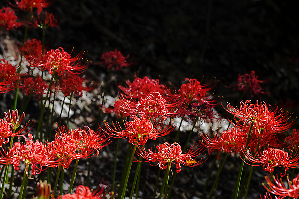 포토 JPG 주간 꽃밭 자연 가을꽃 사람없음 야외 가을풍경 정원 어둠 가을 만개 석산꽃 국내포토 자연요소 계절 꽃 풍경 생태계 파일형식 가을_계절