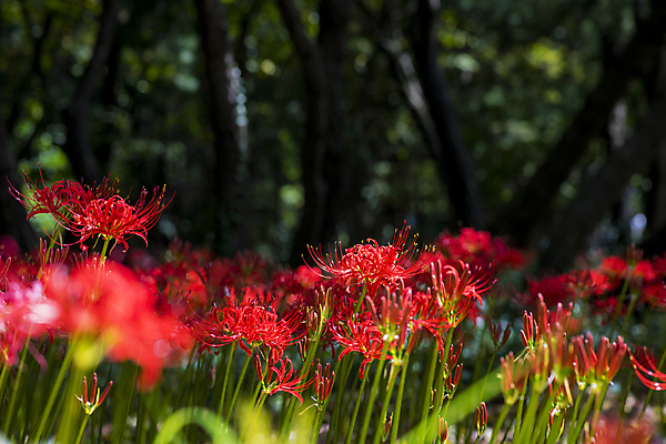 포토 JPG 주간 꽃밭 자연 가을꽃 사람없음 야외 가을풍경 정원 가을 소프트포커스 만개 석산꽃 국내포토 자연요소 계절 꽃 촬영기법 풍경 생태계 파일형식 가을_계절