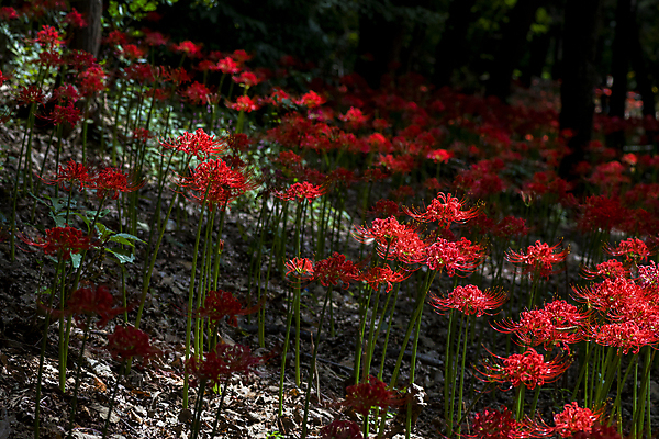 포토 JPG 주간 꽃밭 자연 가을꽃 사람없음 야외 가을풍경 정원 가을 그늘 만개 석산꽃 국내포토 자연요소 계절 꽃 풍경 생태계 파일형식 가을_계절