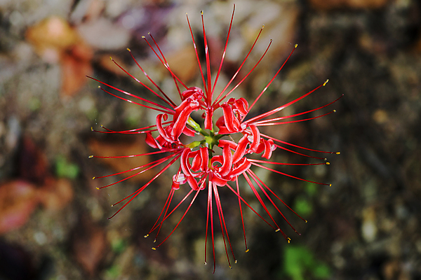 포토 JPG 주간 자연 가을꽃 사람없음 야외 아웃포커스 하이앵글 가을풍경 정원 가을 만개 석산꽃 국내포토 자연요소 계절 꽃 뷰포인트 촬영기법 풍경 생태계 파일형식 가을_계절