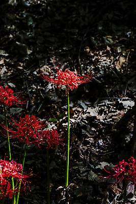 포토 JPG 주간 자연 가을꽃 사람없음 야외 가을풍경 정원 어둠 가을 만개 석산꽃 국내포토 자연요소 계절 꽃 풍경 생태계 파일형식 가을_계절