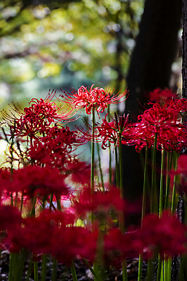 포토 JPG 주간 꽃밭 자연 가을꽃 사람없음 야외 아웃포커스 가을풍경 정원 가을 소프트포커스 보케 만개 석산꽃 국내포토 자연요소 계절 꽃 촬영기법 풍경 생태계 파일형식 가을_계절