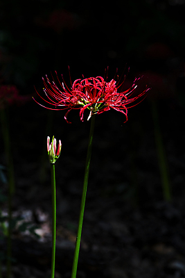포토 JPG 주간 자연 가을꽃 사람없음 야외 가을풍경 정원 어둠 가을 꽃봉오리 만개 석산꽃 국내포토 자연요소 계절 꽃 풍경 생태계 파일형식 가을_계절