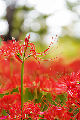 포토 JPG 주간 꽃밭 자연 가을꽃 근접촬영 사람없음 야외 아웃포커스 가을풍경 정원 가을 꽃봉오리 보케 석산꽃 국내포토 자연요소 계절 꽃 뷰포인트 촬영기법 풍경 생태계 파일형식 가을_계절