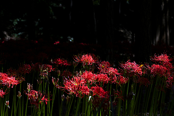 포토 JPG 주간 꽃밭 자연 가을꽃 사람없음 야외 가을풍경 정원 어둠 가을 만개 석산꽃 국내포토 자연요소 계절 꽃 풍경 생태계 파일형식 가을_계절