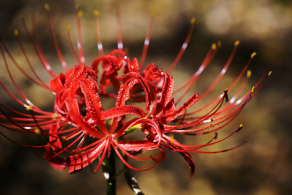 포토 JPG 주간 자연 가을꽃 근접촬영 사람없음 야외 아웃포커스 가을풍경 정원 가을 이슬 만개 석산꽃 국내포토 자연요소 계절 꽃 뷰포인트 촬영기법 풍경 생태계 파일형식 가을_계절