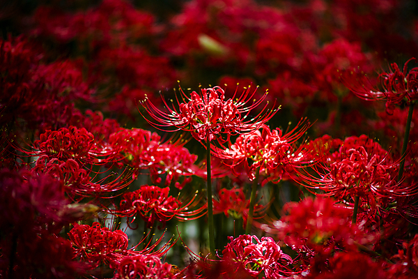포토 JPG 주간 꽃밭 자연 가을꽃 사람없음 야외 아웃포커스 가을풍경 정원 가을 만개 석산꽃 국내포토 자연요소 계절 꽃 촬영기법 풍경 생태계 파일형식 가을_계절