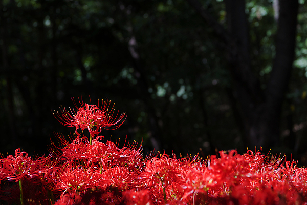 포토 JPG 주간 꽃밭 자연 가을꽃 사람없음 야외 가을풍경 정원 가을 만개 석산꽃 국내포토 자연요소 계절 꽃 풍경 생태계 파일형식 가을_계절