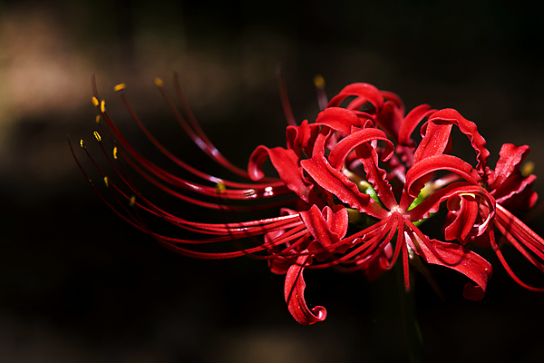 포토 JPG 주간 자연 가을꽃 근접촬영 사람없음 야외 가을풍경 정원 가을 만개 석산꽃 국내포토 자연요소 계절 꽃 뷰포인트 풍경 생태계 파일형식 가을_계절