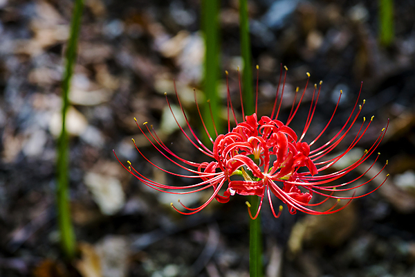 포토 JPG 주간 자연 가을꽃 근접촬영 사람없음 야외 아웃포커스 가을풍경 정원 가을 만개 석산꽃 국내포토 자연요소 계절 꽃 뷰포인트 촬영기법 풍경 생태계 파일형식 가을_계절