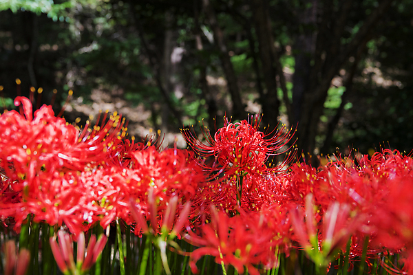 포토 JPG 주간 꽃밭 자연 가을꽃 사람없음 야외 아웃포커스 가을풍경 정원 가을 소프트포커스 만개 석산꽃 국내포토 자연요소 계절 꽃 촬영기법 풍경 생태계 파일형식 가을_계절