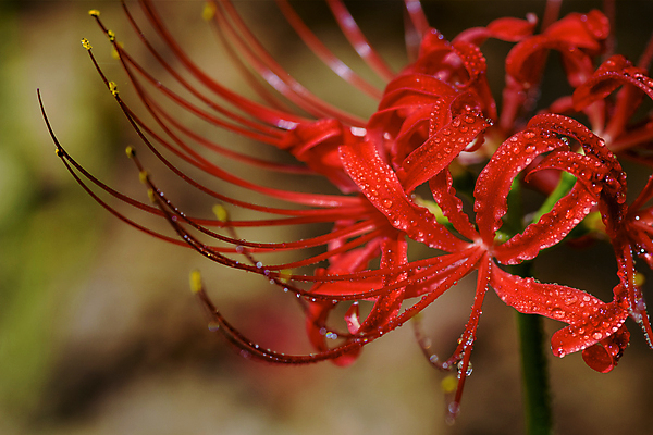 포토 JPG 주간 자연 가을꽃 근접촬영 사람없음 야외 아웃포커스 가을풍경 정원 가을 이슬 만개 석산꽃 국내포토 자연요소 계절 꽃 뷰포인트 촬영기법 풍경 생태계 파일형식 가을_계절
