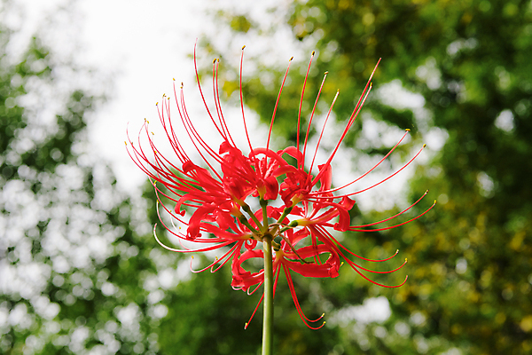 포토 JPG 주간 자연 가을꽃 사람없음 야외 아웃포커스 가을풍경 정원 가을 보케 만개 석산꽃 국내포토 자연요소 계절 꽃 촬영기법 풍경 생태계 파일형식 가을_계절