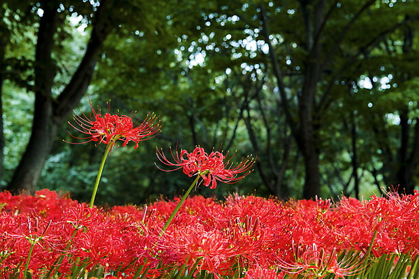 포토 JPG 주간 나무 꽃밭 자연 가을꽃 사람없음 야외 가을풍경 정원 가을 숲속 만개 석산꽃 국내포토 자연요소 식물 계절 꽃 풍경 숲 생태계 파일형식 가을_계절