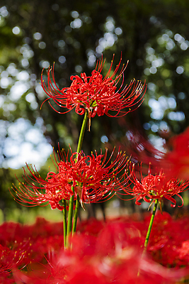 포토 JPG 주간 꽃밭 자연 가을꽃 사람없음 야외 아웃포커스 가을풍경 정원 가을 소프트포커스 보케 만개 석산꽃 국내포토 자연요소 계절 꽃 촬영기법 풍경 생태계 파일형식 가을_계절