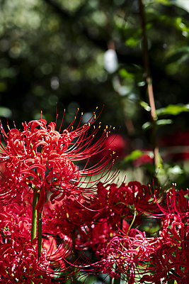 포토 JPG 주간 꽃밭 자연 가을꽃 사람없음 야외 아웃포커스 가을풍경 정원 가을 보케 만개 석산꽃 국내포토 자연요소 계절 꽃 촬영기법 풍경 생태계 파일형식 가을_계절