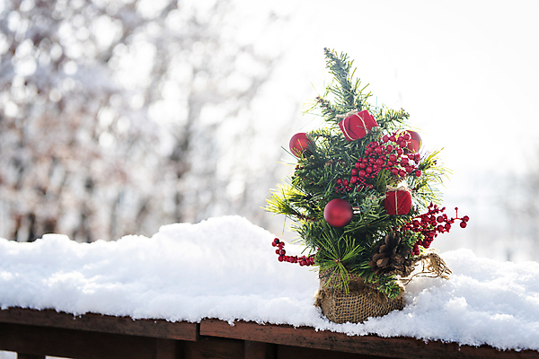 포토 JPG 주간 나무 크리스마스 겨울 크리스마스용품 사람없음 야외 아웃포커스 크리스마스트리 설원 눈 오브젝트 나무울타리 미니트리 눈덮임 국내포토 자연요소 식물 계절 기념일 컨셉 날씨 눈_날씨 촬영기법 울타리 용품 파일형식