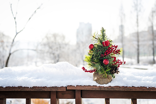 포토 JPG 주간 크리스마스 겨울 크리스마스용품 사람없음 야외 크리스마스트리 설원 눈 오브젝트 나무울타리 미니트리 눈덮임 국내포토 자연요소 계절 기념일 컨셉 날씨 눈_날씨 울타리 용품 파일형식