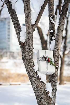 포토 JPG 주간 나무 크리스마스 겨울 크리스마스용품 크리스마스선물 사람없음 야외 아웃포커스 선물상자 설원 눈 오브젝트 솔방울 눈덮임 국내포토 자연요소 식물 계절 기념일 컨셉 날씨 눈_날씨 촬영기법 선물 상자 용품 파일형식