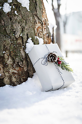 포토 JPG 주간 나무 크리스마스 겨울 크리스마스용품 크리스마스선물 사람없음 야외 아웃포커스 선물상자 설원 눈 오브젝트 솔방울 눈덮임 국내포토 자연요소 식물 계절 기념일 컨셉 날씨 눈_날씨 촬영기법 선물 상자 용품 파일형식